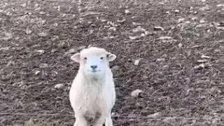 Этот взгляд :3