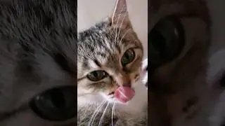 🐱Извиняйтесь передо мной #котики #озвучка #юмор #приколы #cat