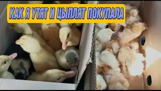 How I bought ducklings and chicks. Buying ducklings and chicks at the village market.