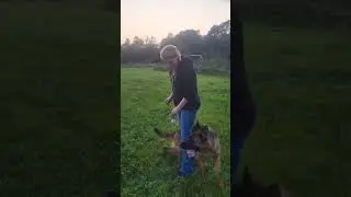 Training Young GSD #k9 #germanshepherd