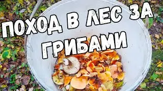 Поход в лес за грибами.