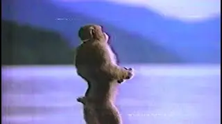 ありがとう™ [2017]
