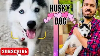 Husky Baby Dog 🐶 