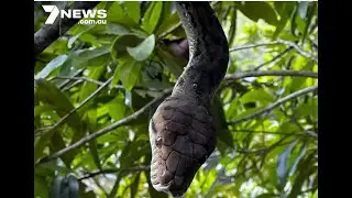 Scrub Python bites hiker in Behana Gorge - 7 News