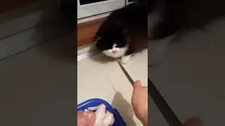 Боня , стол и курочка