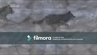 Степные волки.Группа " Черный Квадрат" (Астана)