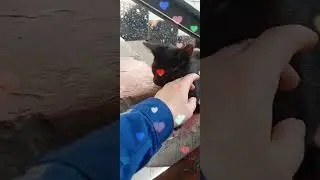 #котики #котик