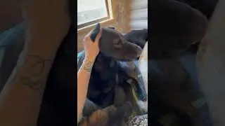 «Опять она вся в своих собаках»😂