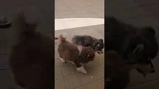 CUTE DOGS || ALASKAN MALAMUTE