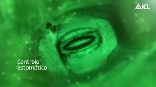 Manifesto Keep Green | Mais proteção e qualidade para o cafezal