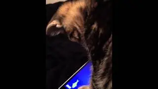 Kitten plays Cat Fishing