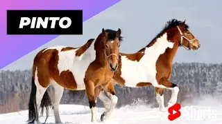 Pinto Horse 🐶 One Of The Most Beautiful Horses In The World 