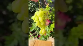 14 гр ягода, 1,5 кг гроздь, 25 кг урожай