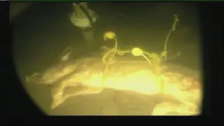 Watching Pig Bodies Decomposing at Sea, for Science!