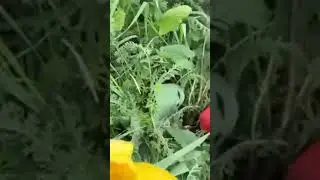 Оренбуржье! 🇷🇺🥰👍Тюльпановые поля🌷🌷🌷. Нидерланды отдыхают....😀Orenburg region. Turings fields