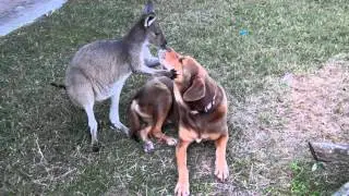Dog and Roo caught SMOOCHING!!