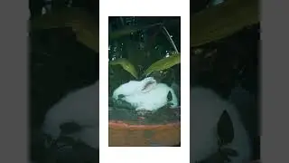 Adorable 🐰 Rabbits eating video