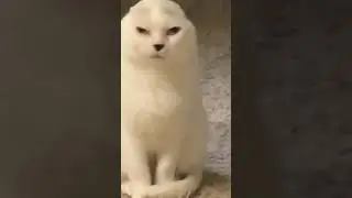 Уникальное существо🐈 |Тик ток приколы |Тик Ток Tik Tok 