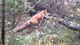 Моя встреча с лисой 2