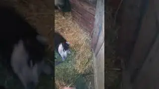 собака верхом на овце