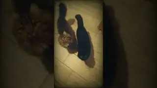 Кошки-матрешки весело идут)) Милота))