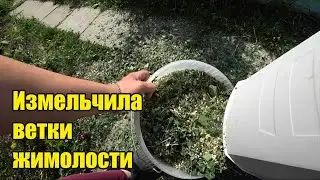 Циннии расцвели. Измельчитесь веток в работе. Зонт от солнца. Матвей принес крокодила. Каша в банках