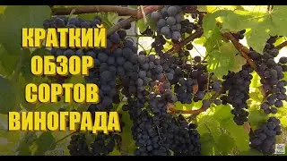 Обзор сортов винограда ГОЛУБОК, БЕСЕДОЧНЫЙ, СВЕНСОН РЕД, СЕНТ КРУ и т.д.