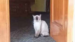 cat becomes a security guard