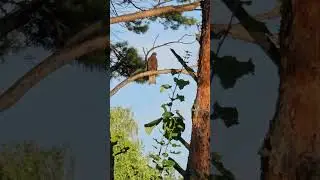 Коршун немного мне попозировал... #fishing #рыбалка #любимоехобби