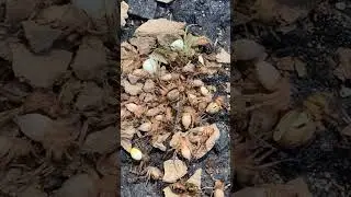 At least four types of spiders crammed in here. But why!!!!??? #nature #wild #spiders #random