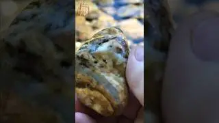 Agate Common Opal & Ryolite - A  Rockhounding Fun Find #short