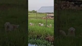 12 week old Maremma, livestock guardian dog puppies living with their sheep 24/7