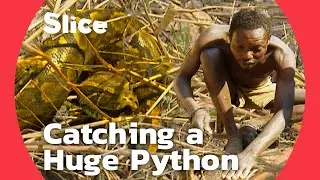 Capturing a Giant Python to Make Ends Meet in Cameroon | SLICE