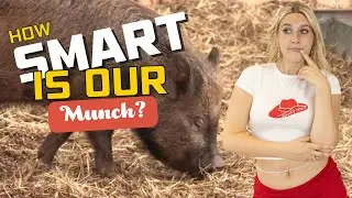 How Smart Is Our Munch? | Jem's Documentaries