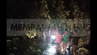 Angin Kencang Sebabkan Pohon Besar Tumbang di Jalan Sui Belanga - MempawahNews