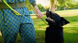 The Leash You Should Be Using On Your Dogs..
