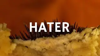 Carne Doce - Hater (Libras e letra)