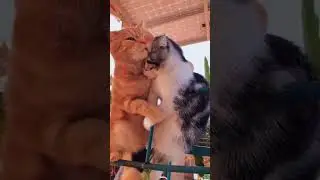 bukti kasih sayang kocheng oyen