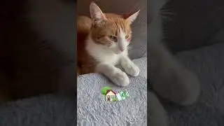 Your LIKE and FOLLOW is his contribution to the rent! 😅 #shorts #cats #catsofyoutube