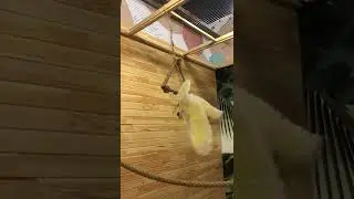 Серохохлый какаду (лат. Cacatua galerita)| Sulphur-crested cockatoo | conservation status: LC