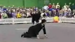 cute dog show clip