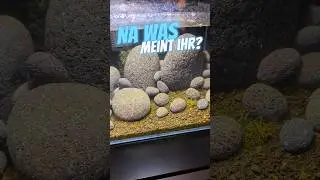 Der Plan geht bisher auf 😍 #garnelen #aquarium #aquaristik #sulawesi