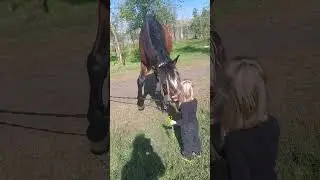 доброе утро, лошади