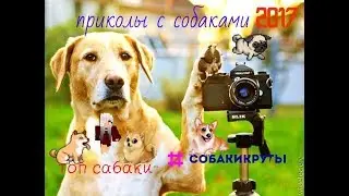 Приколы с собаками