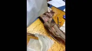 Bisc 316 Dog Shark Blood Flow Dissection