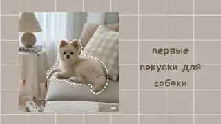 что нужно купить перед появлением щенка| dogs must have|