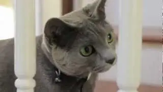 Russian Blue Cat 