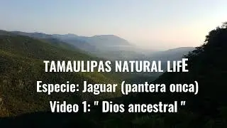 Fototrampeo del Jaguar en Tamaulipas