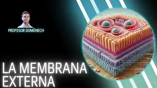 Descubriendo la MEMBRANA EXTERNA de las BACTERIAS GRAM NEGATIVAS