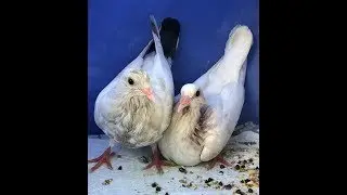 Как кольцевать голубей и зачем это надо делать?
